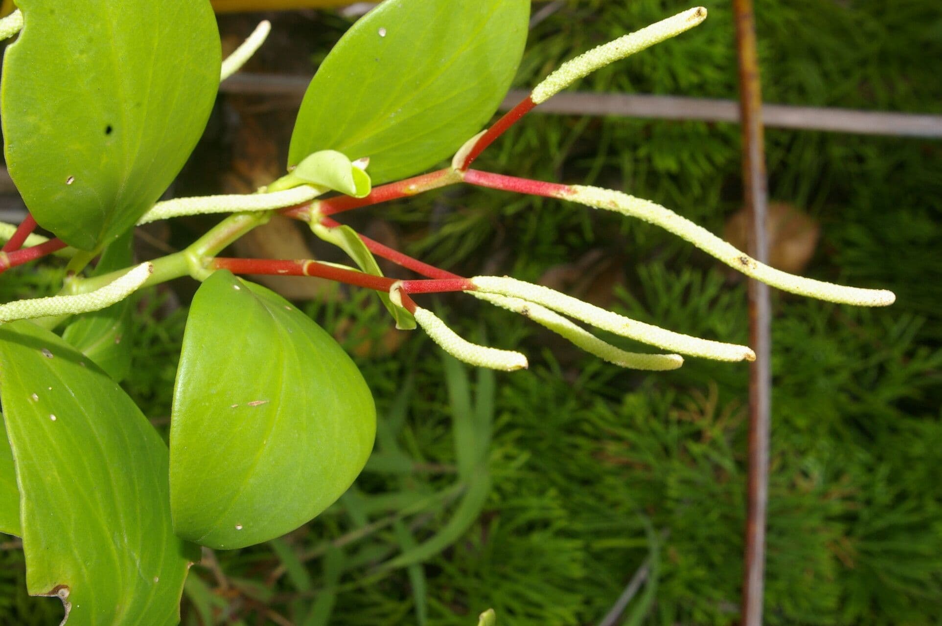 Pseudoalpine Zwergpfeffer