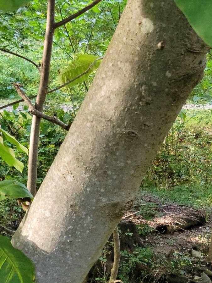 Magnolia à grandes feuilles 25