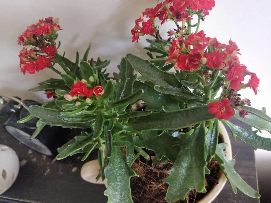 Kalanchoe 3