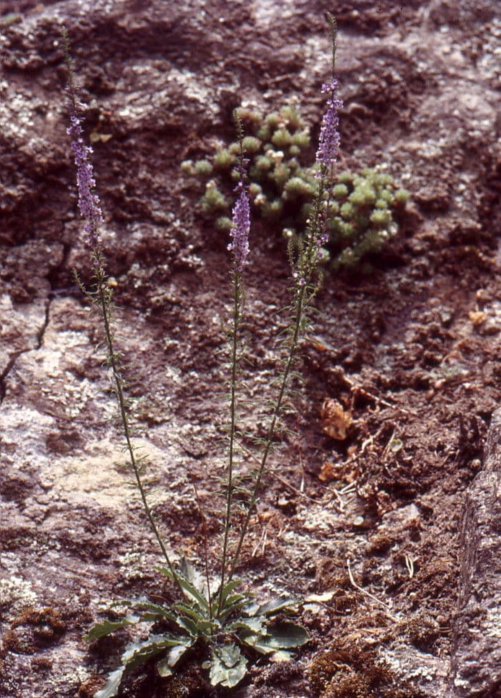 Musonello 13