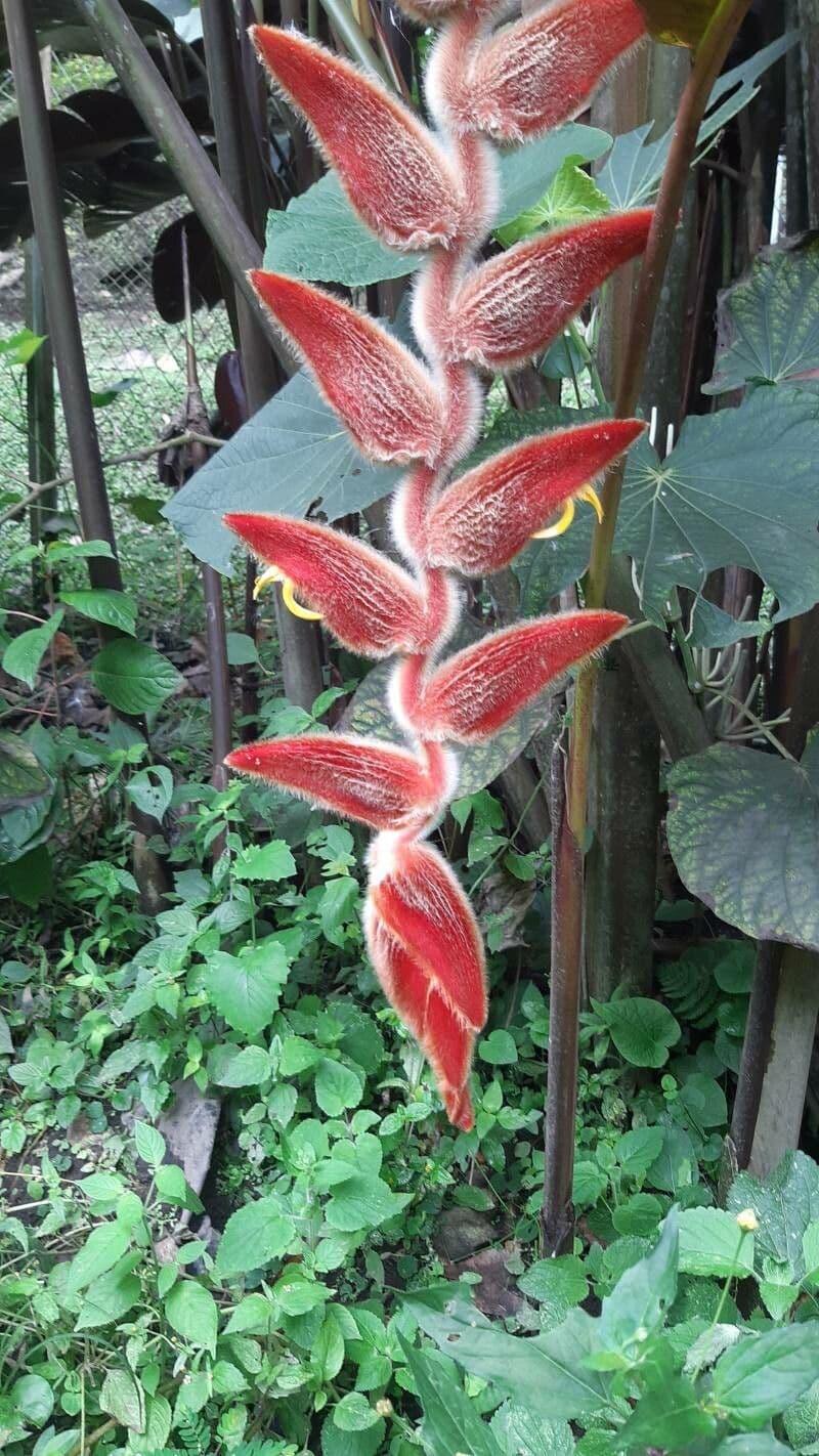 Heliconia