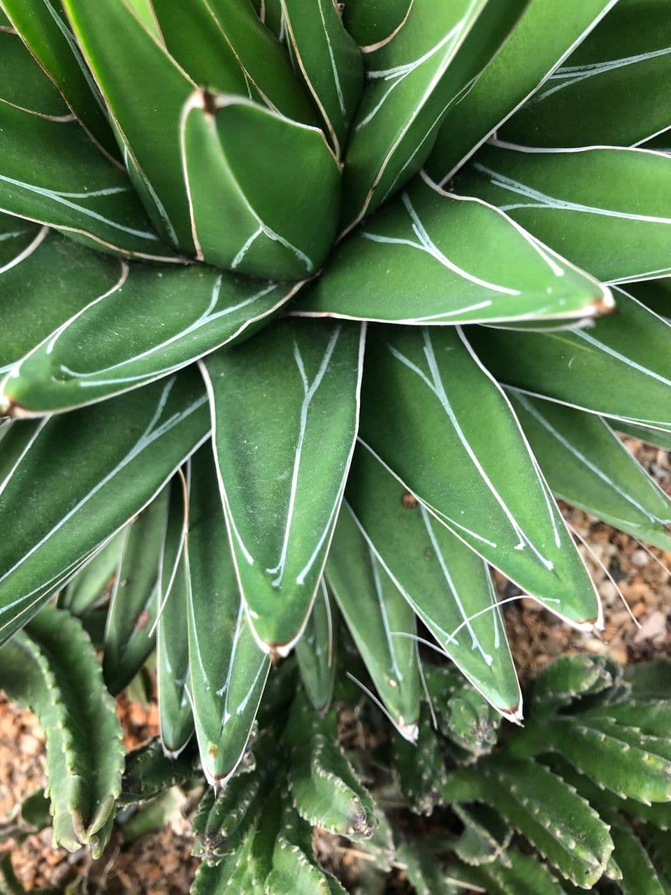 Agawa Wiktorii 7