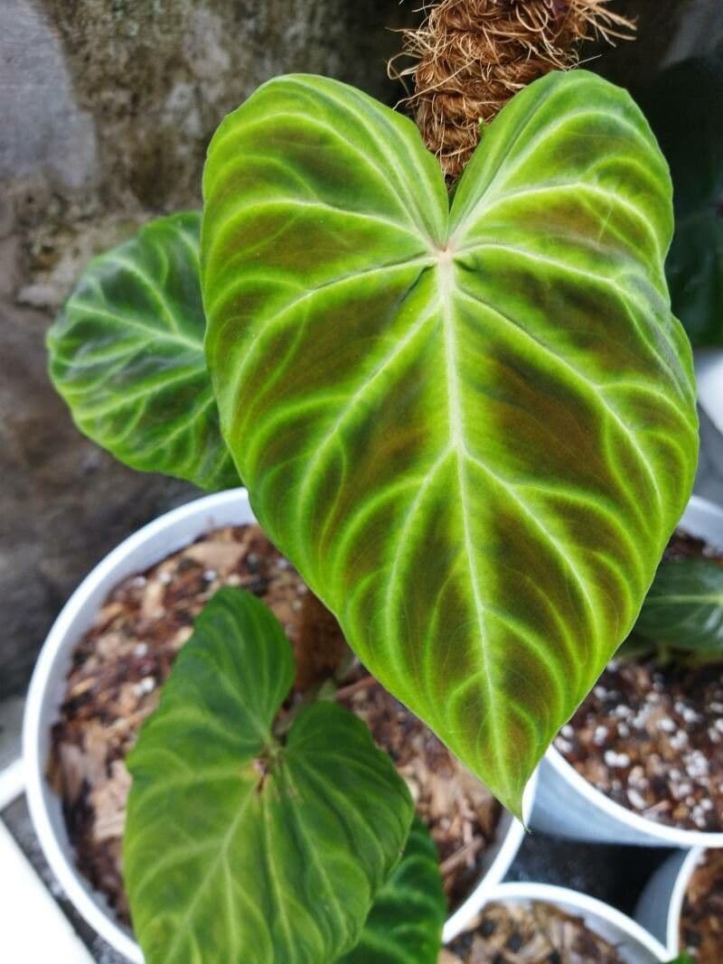 Warziger Philodendron 9