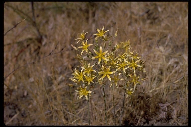 Bloomeria crocea 3