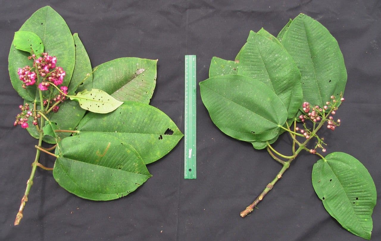 Meriania macrophylla 6