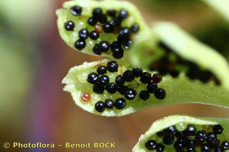 Anogramma leptophylla 2