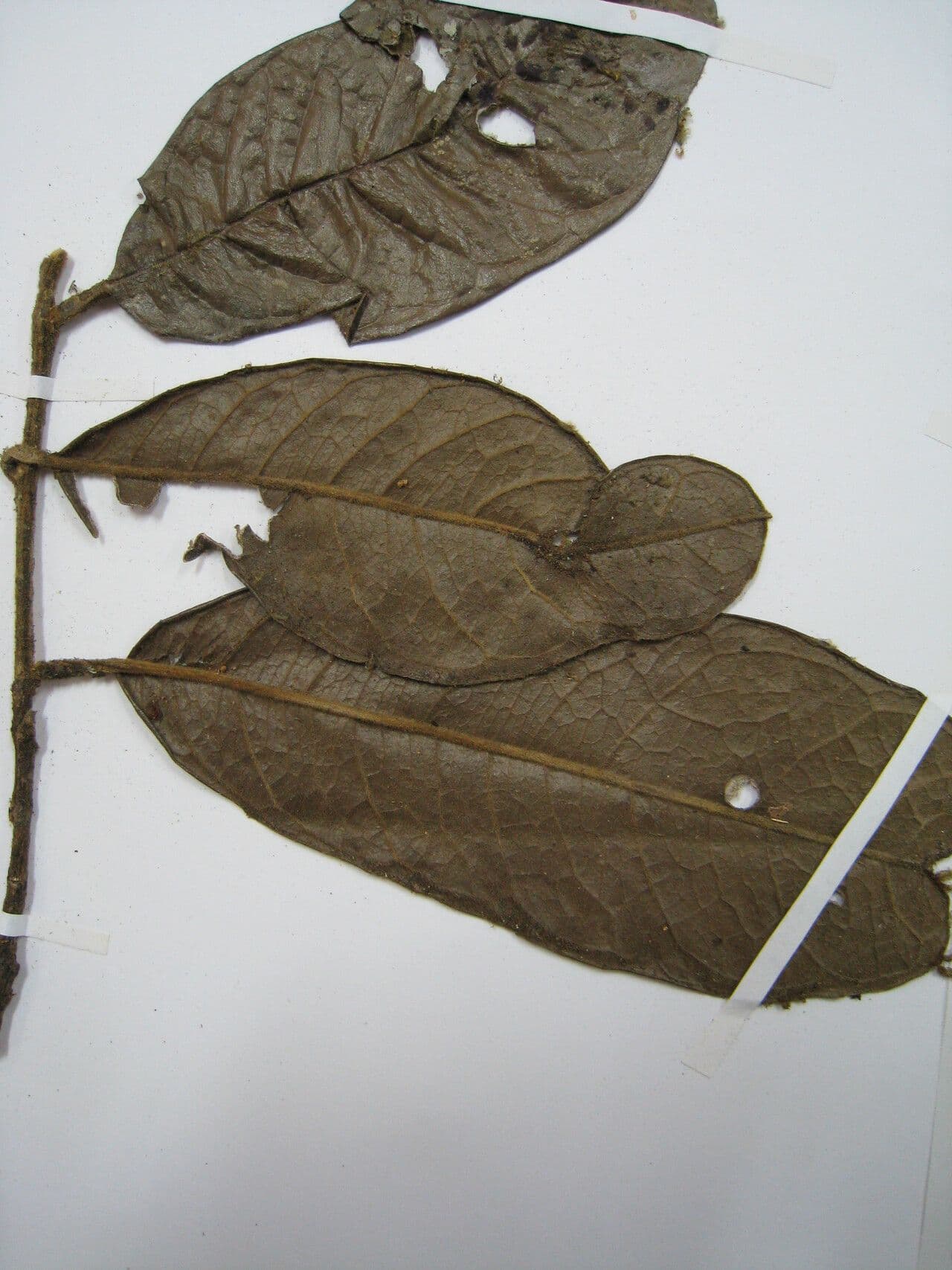 Tapura 6
