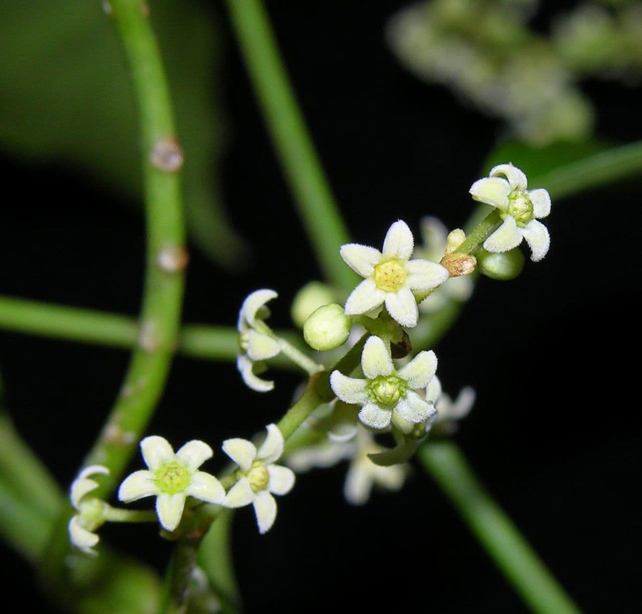 Tassadia 5