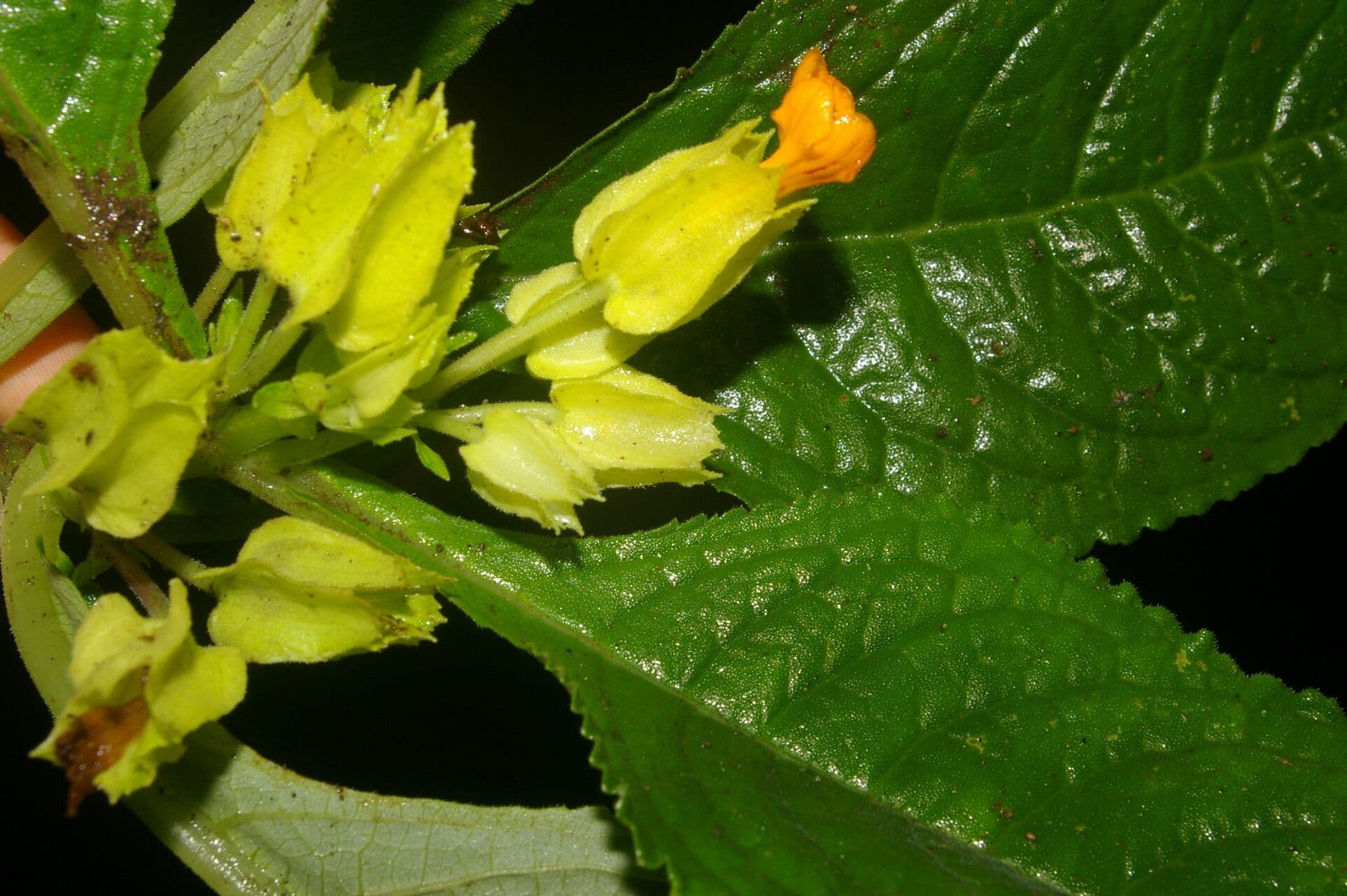 Chrysothemis 3