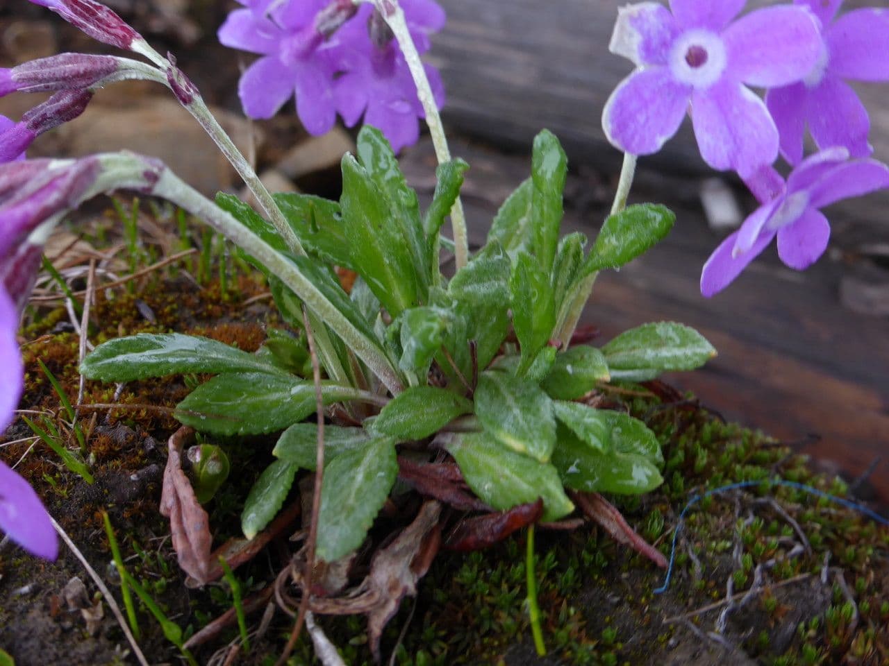 Primula 4