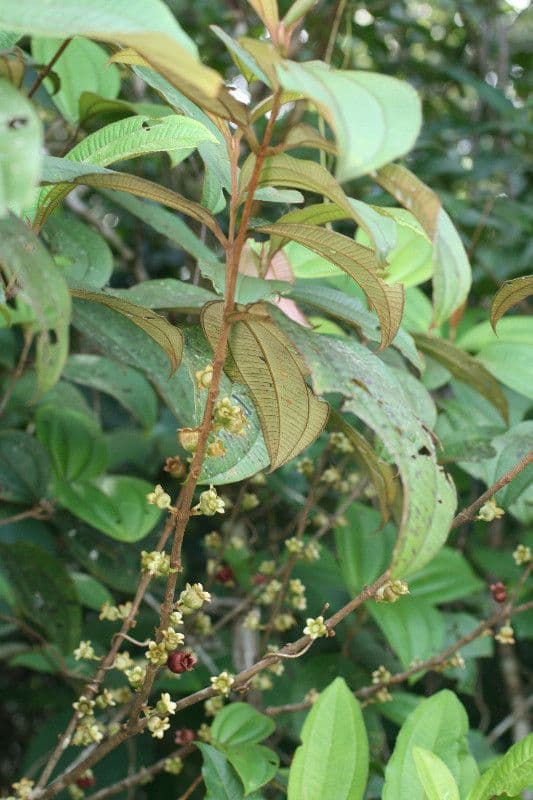 Bellucia grossularioide 13
