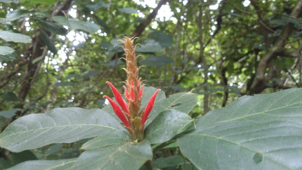 Aphelandra scabra 17