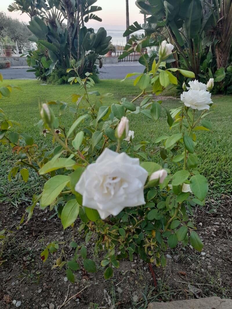 Immergrüne Rose 7