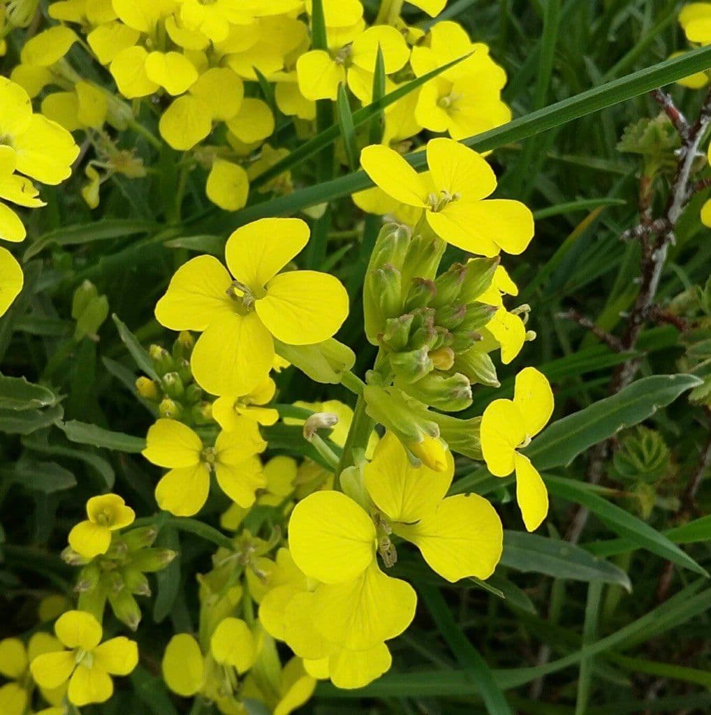 Erysimum rhaeticum 7