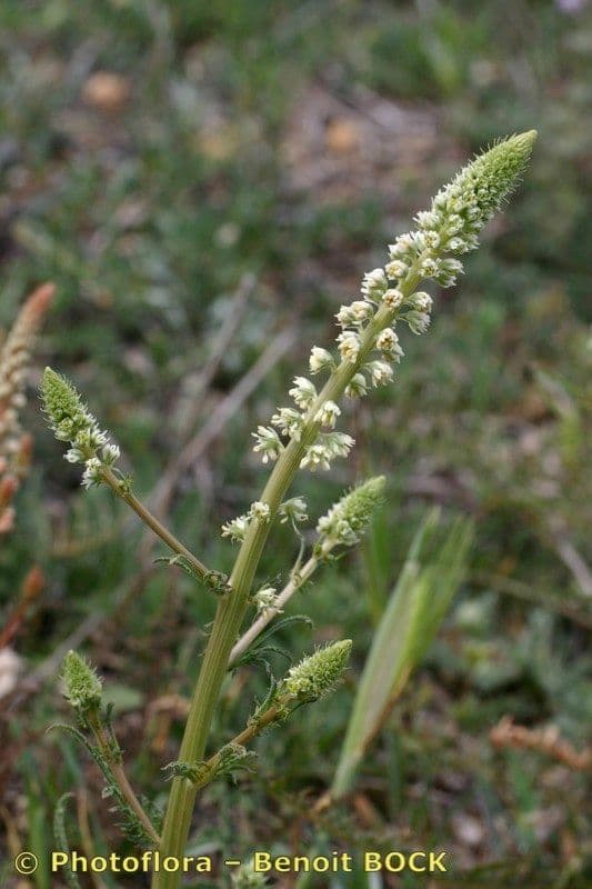 Reseda ondulata 8