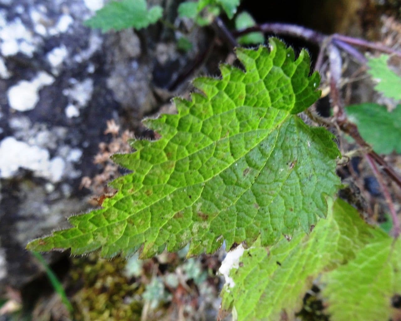 Falsa ortica macchiata 16