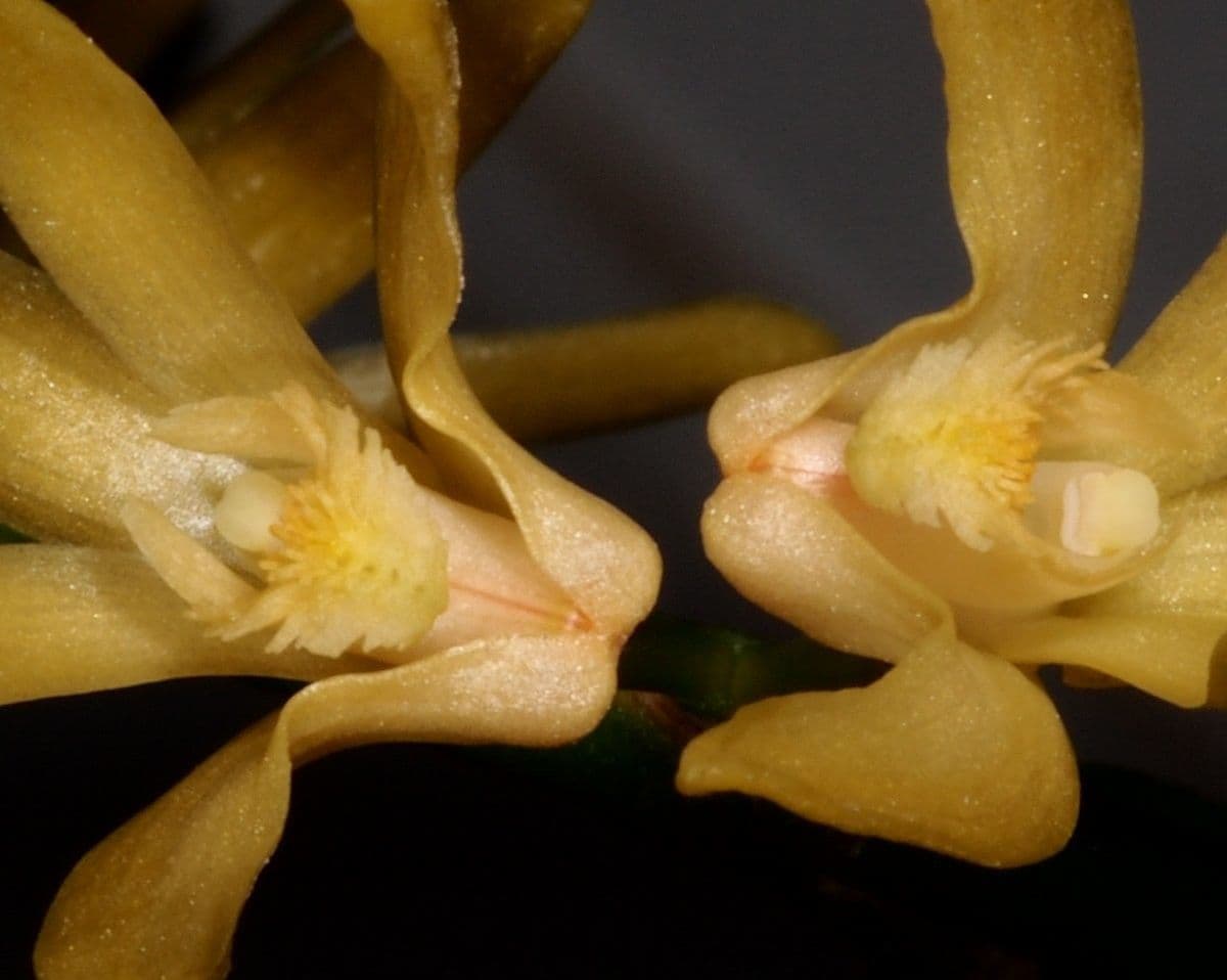 Dendrobium 12