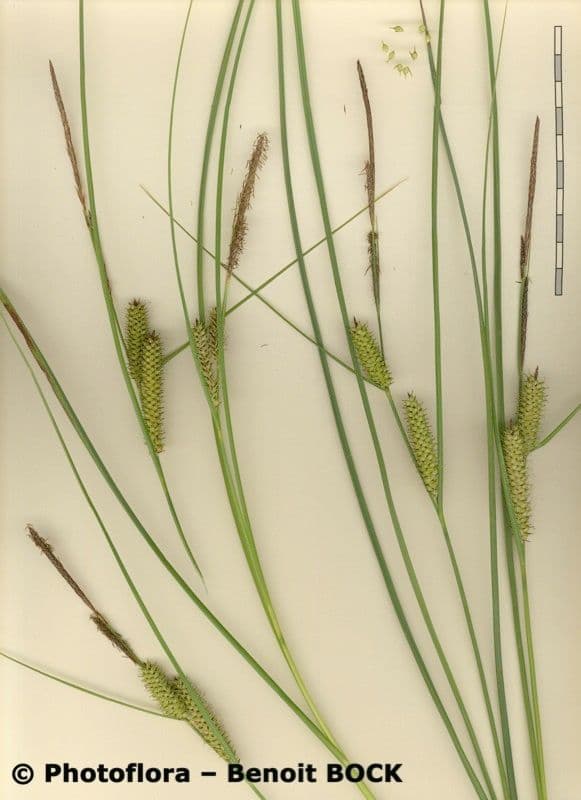 Carice rostrata 29