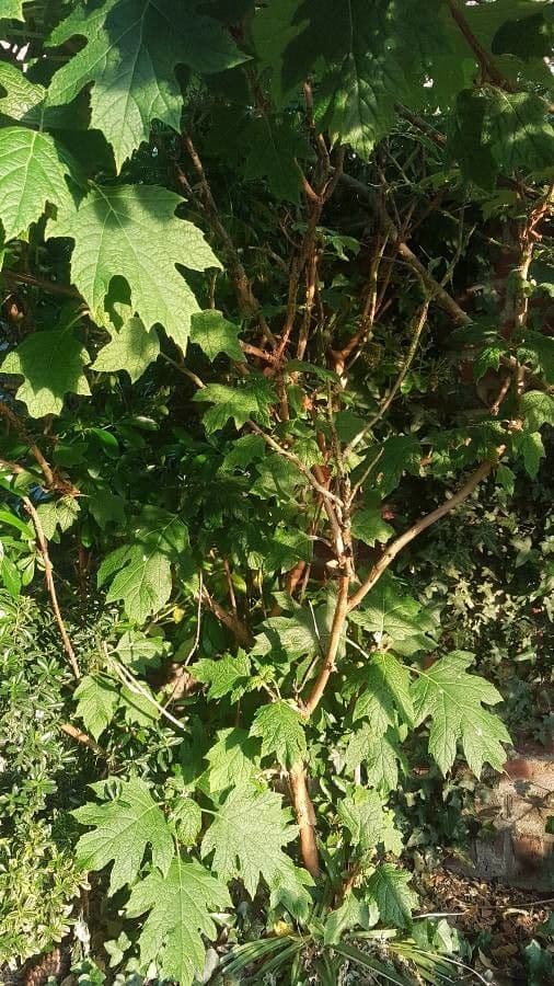 Hortenzie" 15
