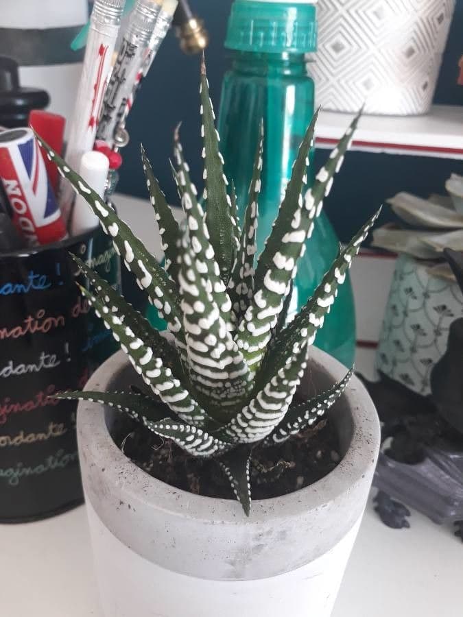 Pianta zebra 17