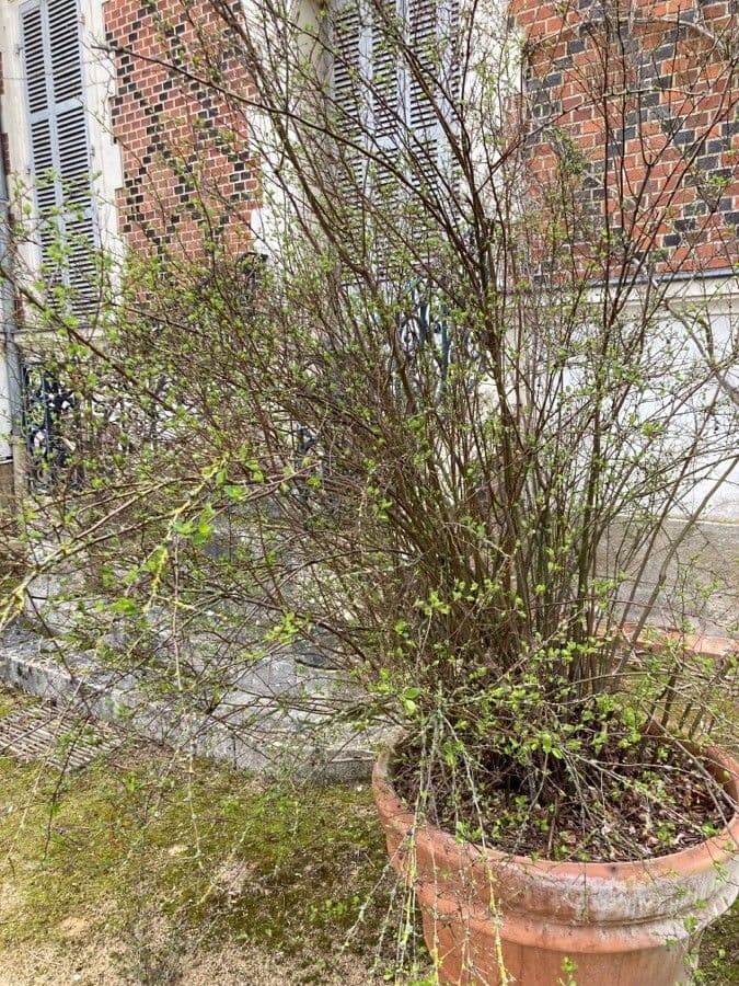 Spirea ipericifolia 8