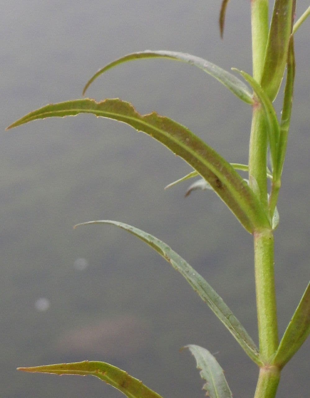 Veronica scudata 20