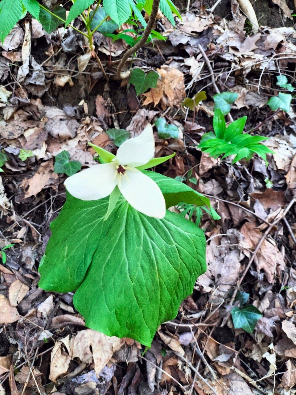 Trillium simile