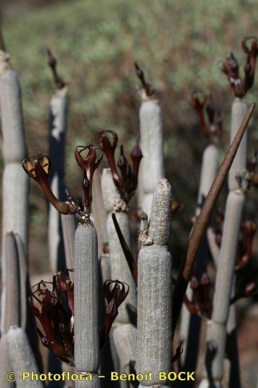 Ceropegia 21