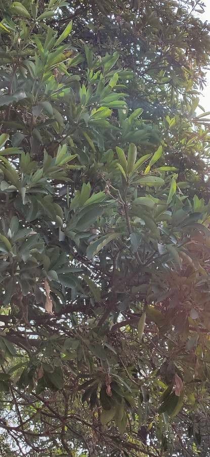 Alstonia 17