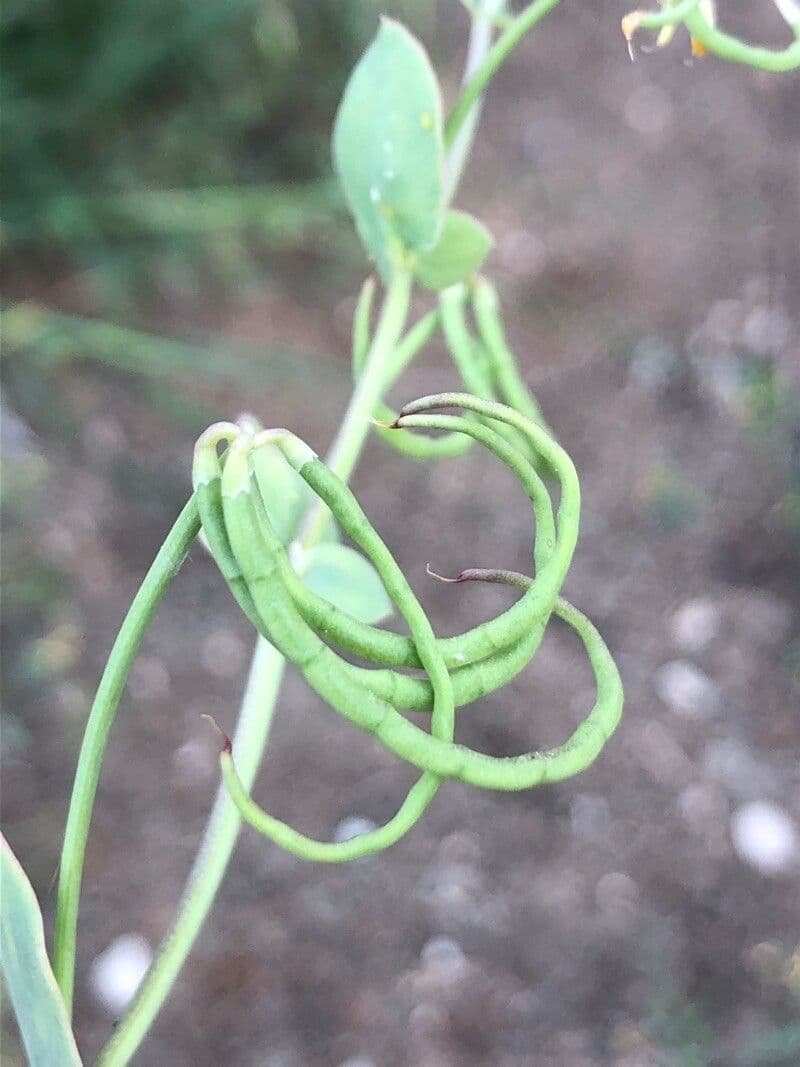 Alacranera