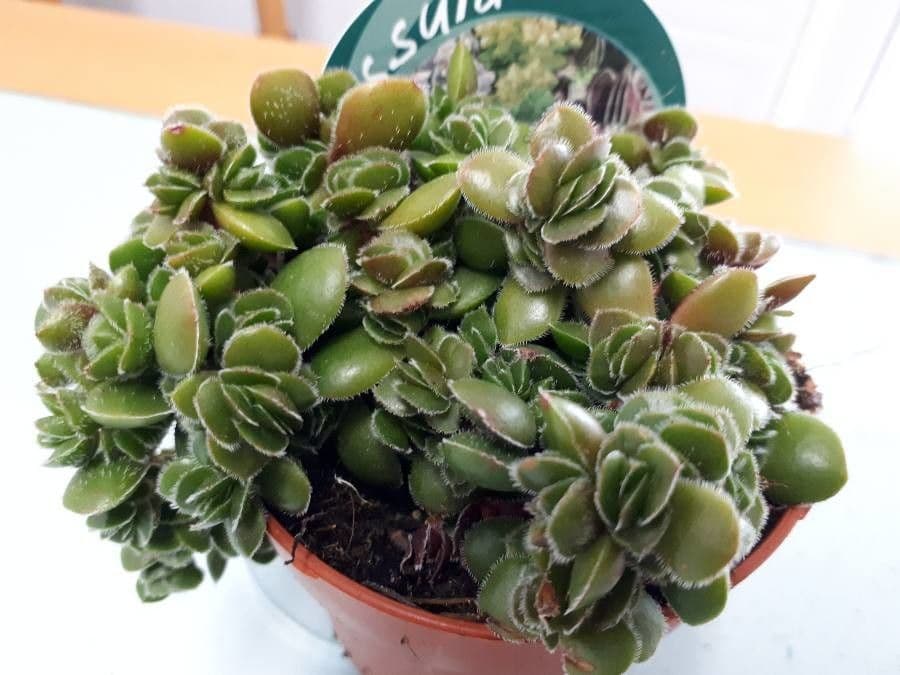 Crassula