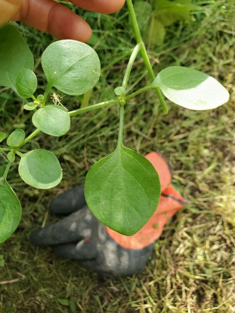 Salpichroa origanifolia 18