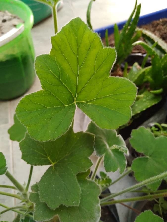 Géranium mentholé 15