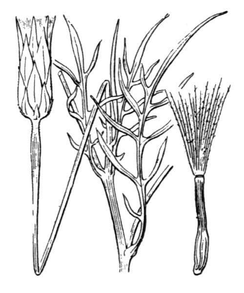 Säbel-Kratzdistel 26