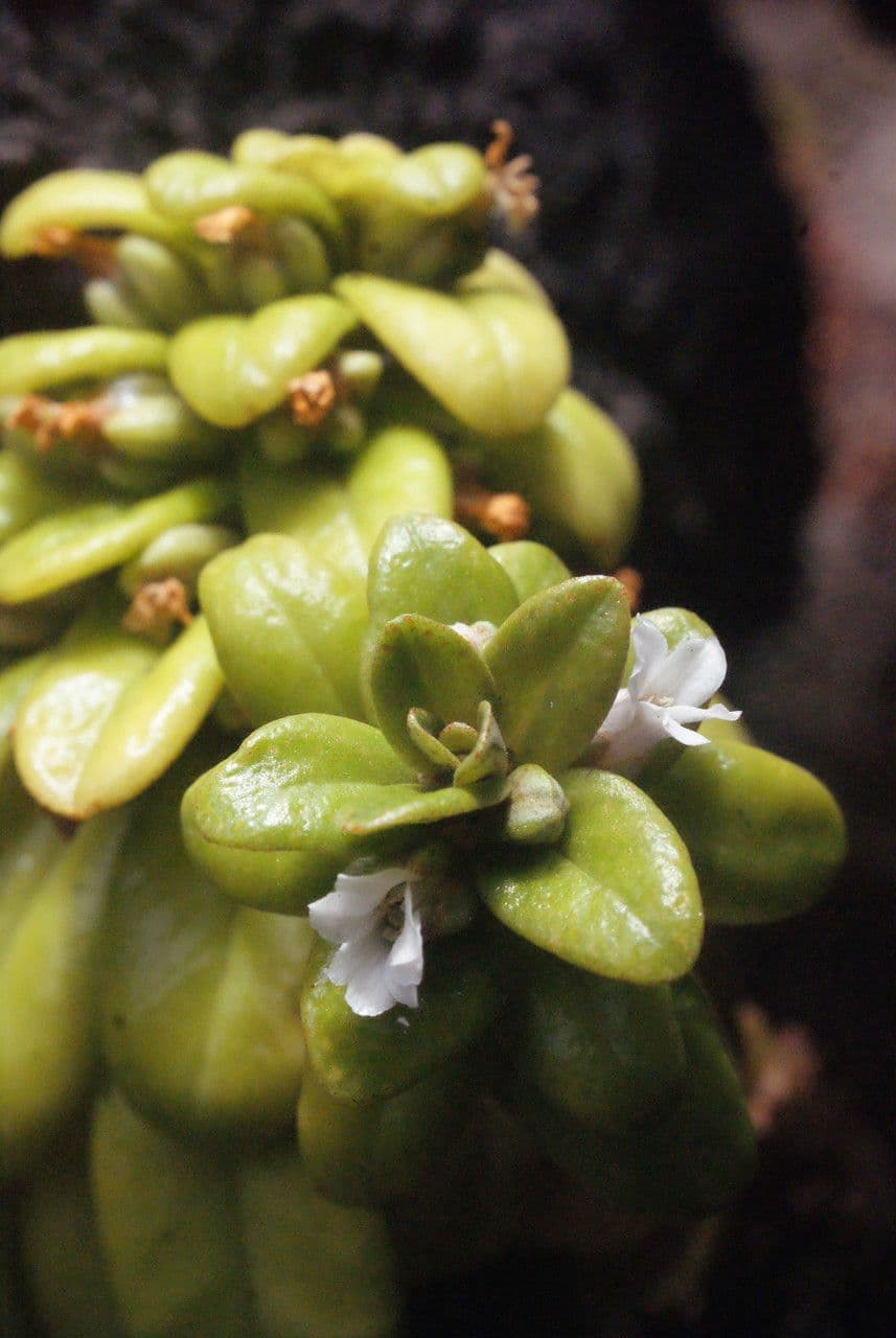 Lysimachia mauritiana 19