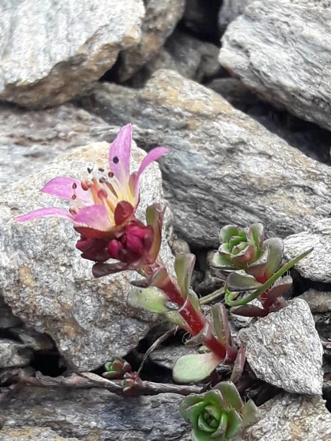 Sassifraga biflora 9