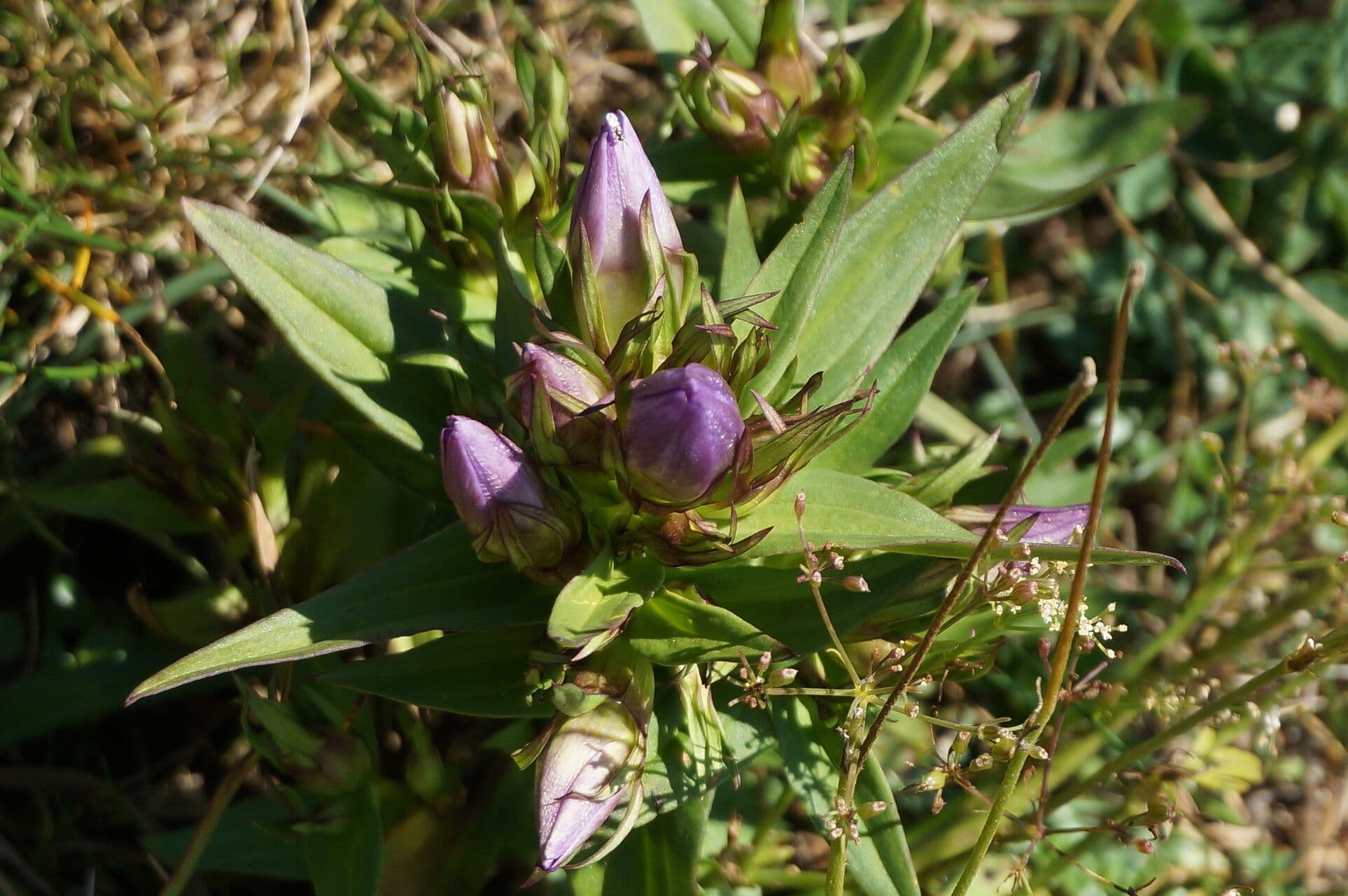 Genzianella austriaca 9