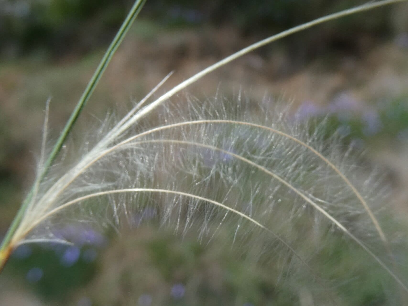 Estipa 2