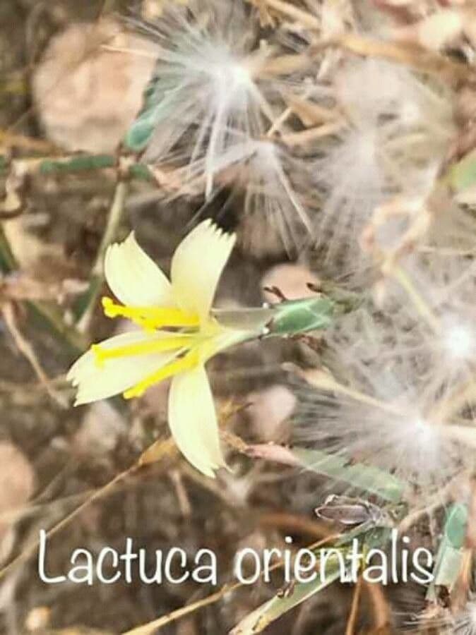 Lattuga orientale