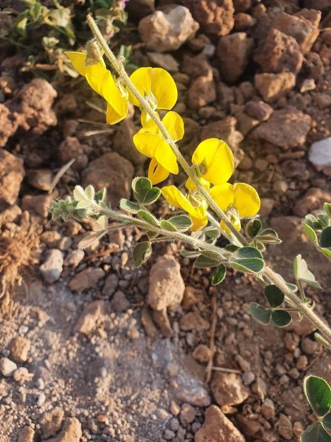 Crotalaria 5