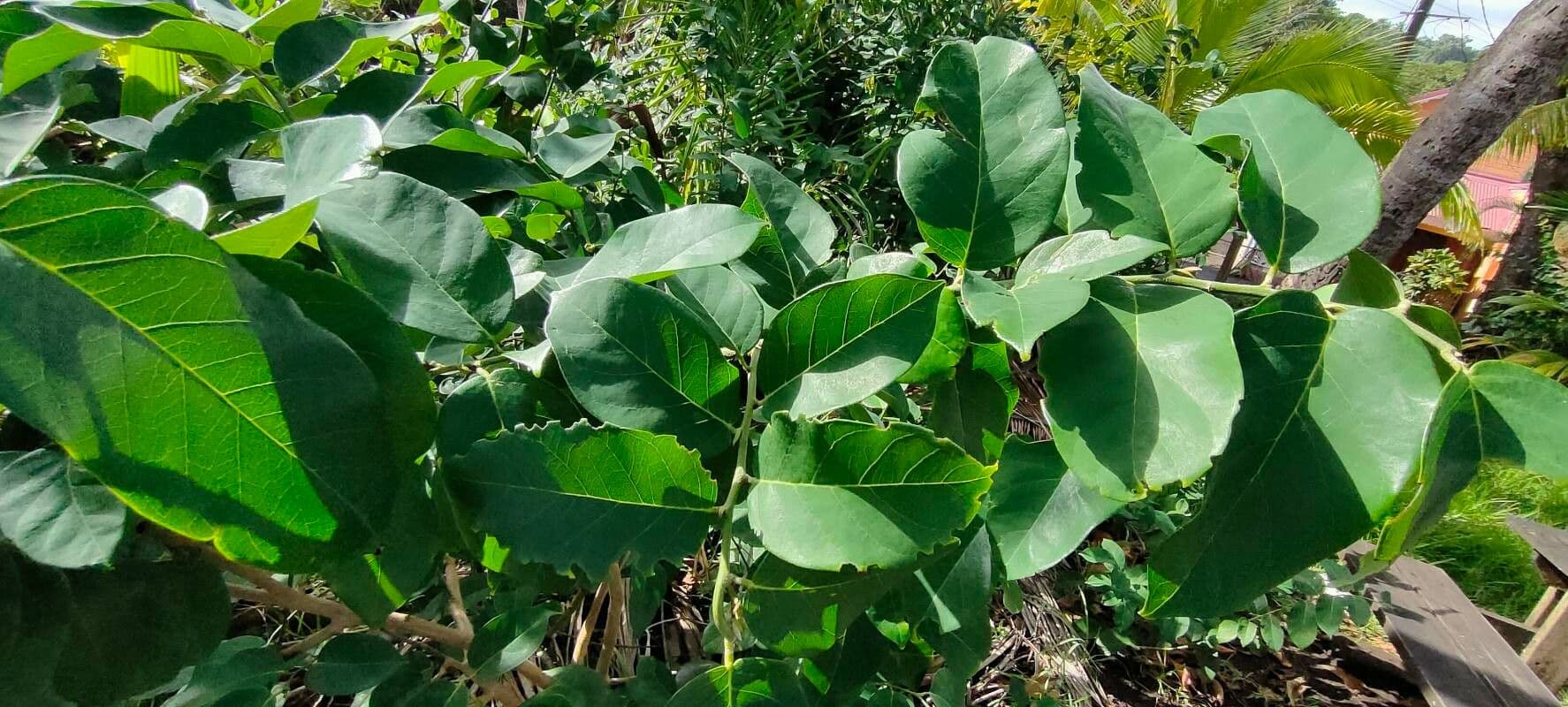 Dalbergia ecastaphyllum 12