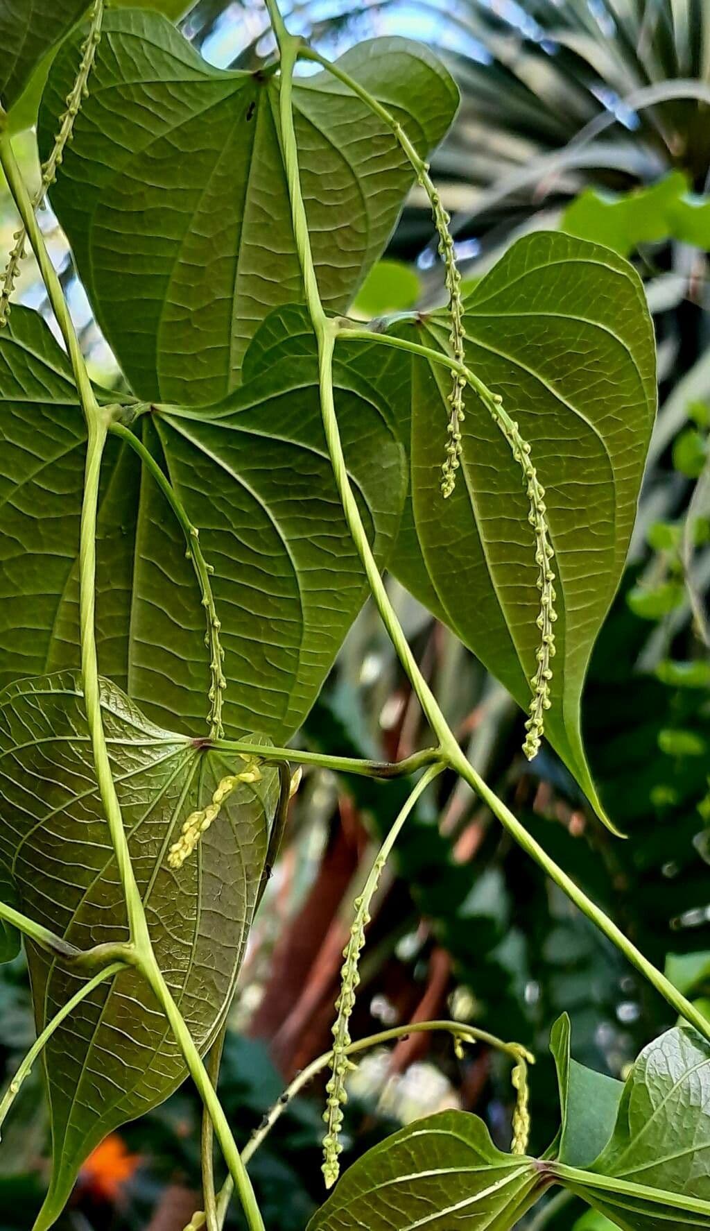 Dioscorea 5