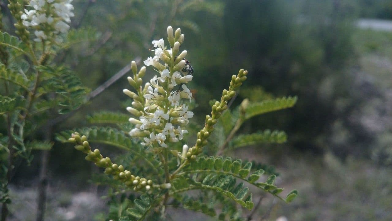 Eysenhardtia 4