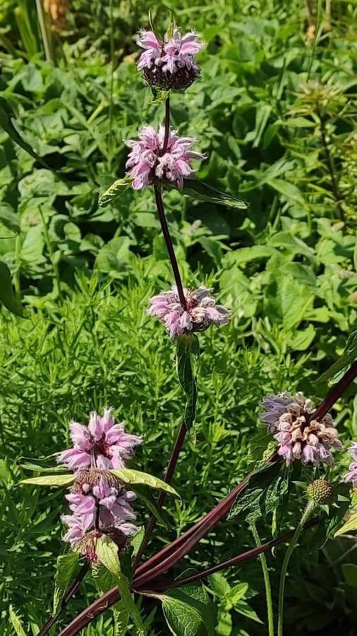 Phlomoides 3
