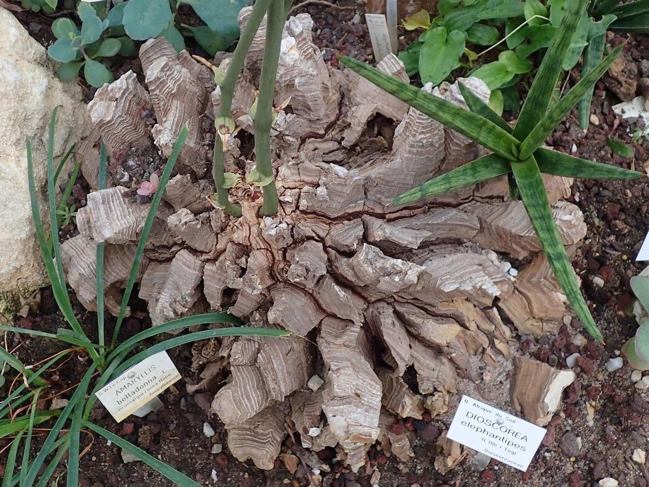 Dioscorea 8