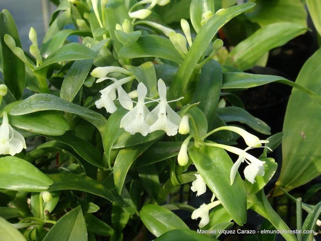 Epidendrum