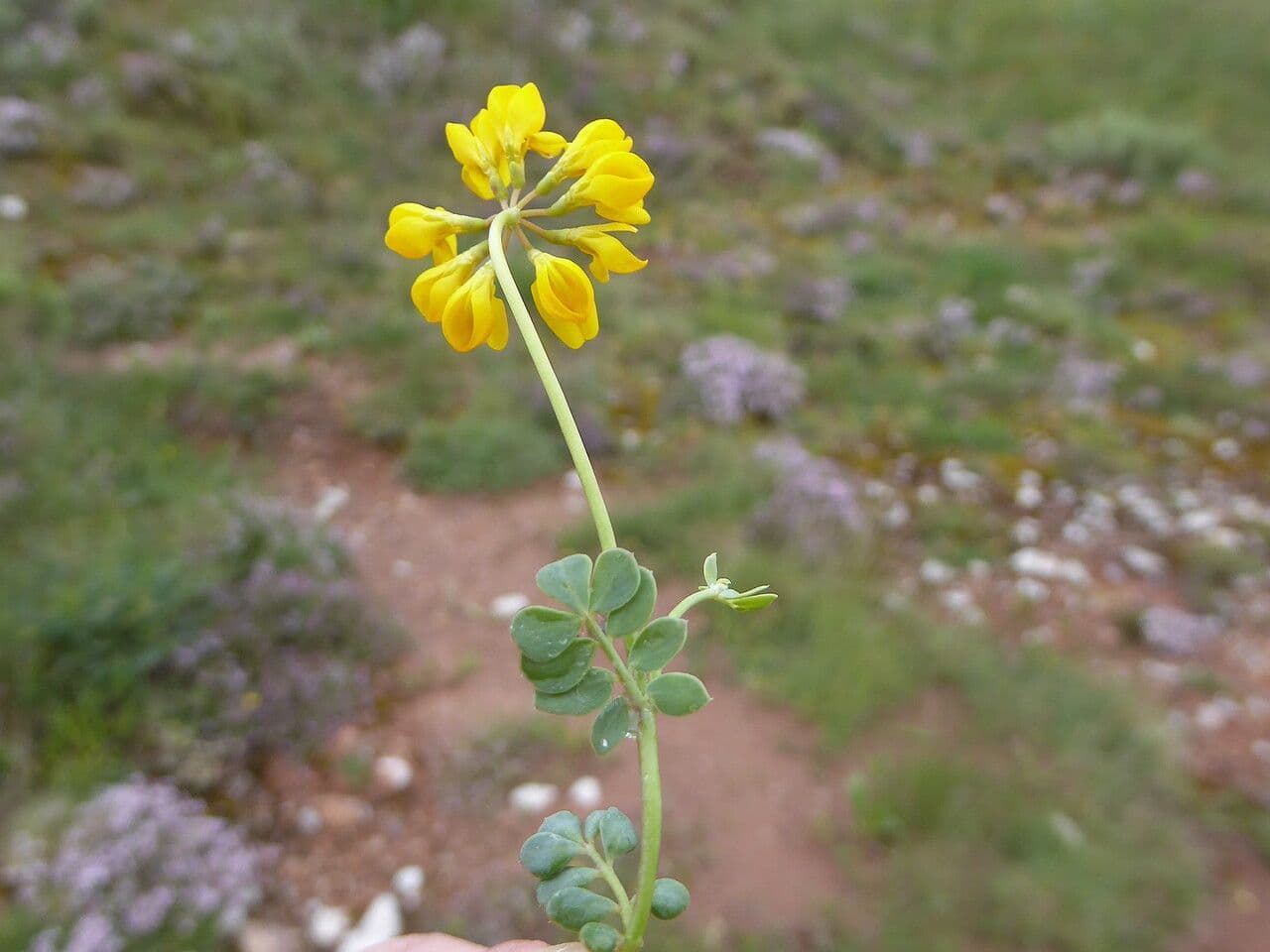 Petite coronille 22