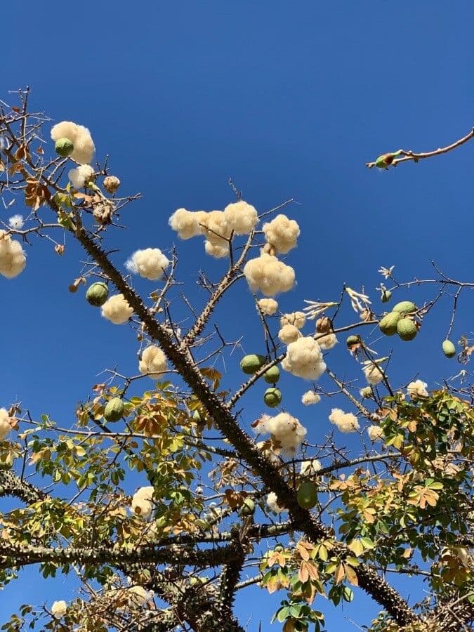 Wollbaum 4