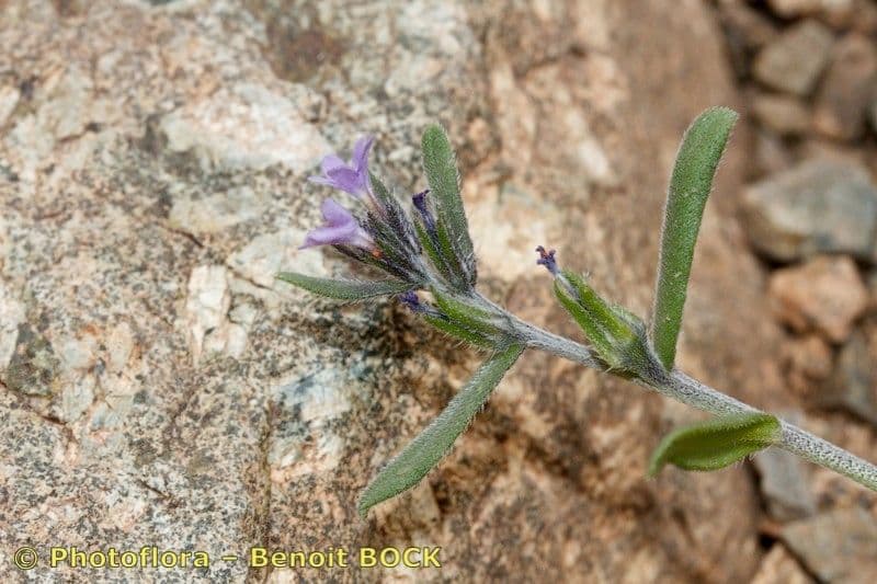 Buglossoides 8
