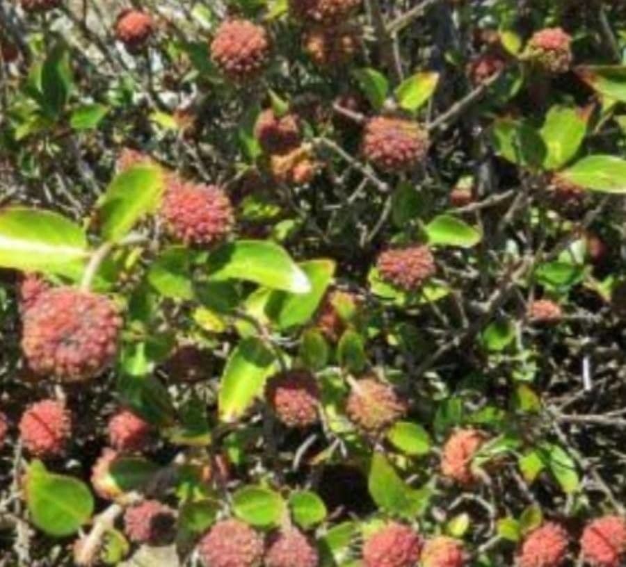 Cephalanthus